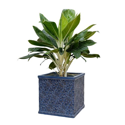 AIRPOT PLANTERS VIETNAM CO., LTD