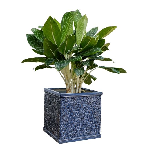 AIRPOT PLANTERS VIETNAM CO., LTD