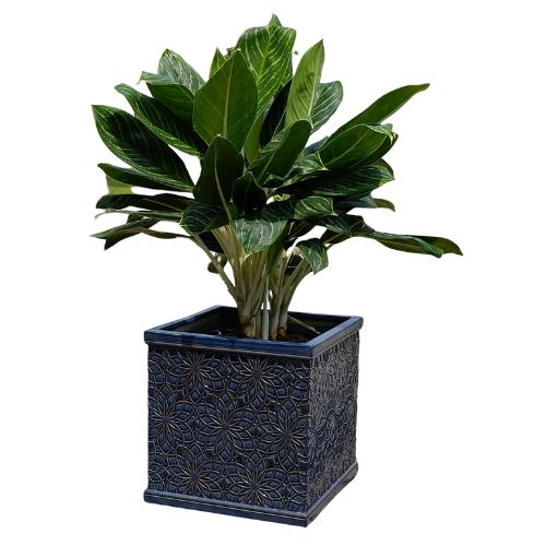 AIRPOT PLANTERS VIETNAM CO., LTD